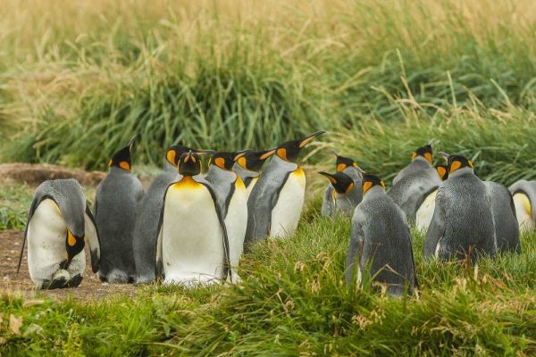 Chile, Tierra del Fuego King penguin colony